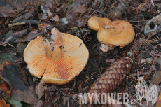 Lactarius salmonicolor