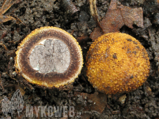 Elaphomyces muricatus