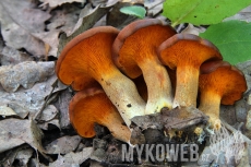 Omphalotus illudens