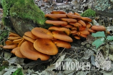 Omphalotus olearius