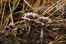 Thelephora caryophyllea