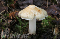 Inocybe erubescens