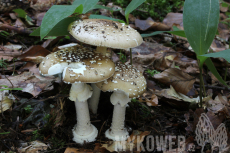 Amanita pantherina