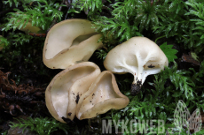 Helvella costifera