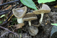 Helvella queletii