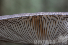 Pluteus atromarginatus