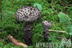 Strobilomyces strobilaceus