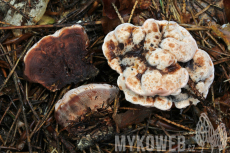 Hydnellum ferrugineum