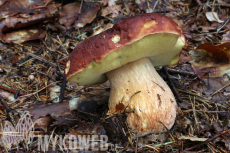 Boletus pinophilus