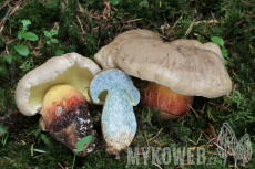 Boletus calopus