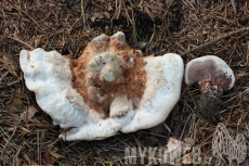 Hydnellum peckii