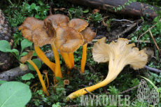 Craterellus lutescens