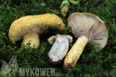 Lactarius repraesentaneus