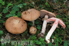 Agaricus sylvaticus