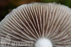 Stropharia inuncta