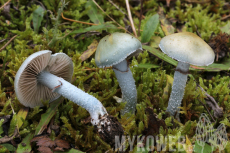 Stropharia caerulea