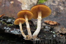 Galerina marginata