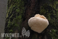 Hericium erinaceus