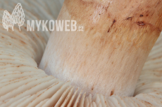 Tricholoma batschii