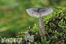 Pluteus salicinus