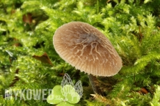 Pluteus thomsonii