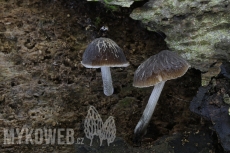 Pluteus thomsonii