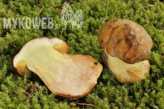 Boletus subappendiculatus