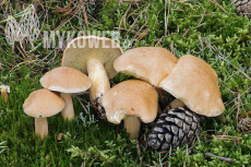 Suillus bovinus