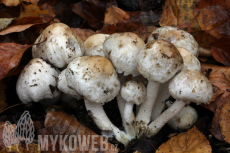 Psathyrella cotonea