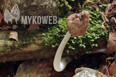 Helvella elastica