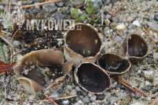 Helvella leucomelaena