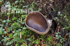 Helvella confusa