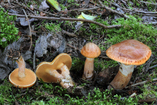 Suillus tridentinus