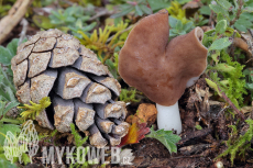 Helvella latispora