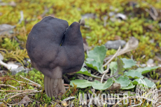 Helvella lacunosa