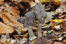 Helvella lacunosa