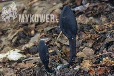 Geoglossum cookeanum