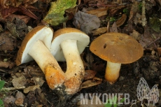 Gyroporus castaneus