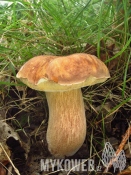 Boletus reticulatus