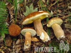 Boletus reticulatus