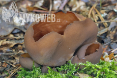 Otidea bufonia