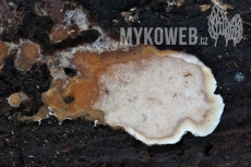 Rigidoporus pouzarii
