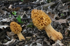 Morchella esculenta