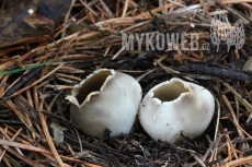 Helvella leucomelaena