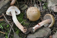 Inocybe bongardii