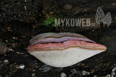 Ganoderma pfeifferi