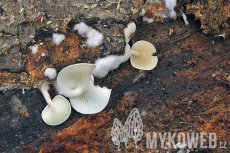 Clitocybe truncicola