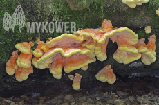 Laetiporus sulphureus