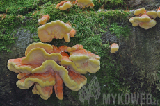 Laetiporus sulphureus