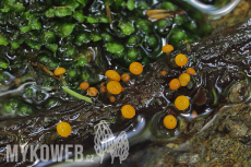 Vibrissea truncorum